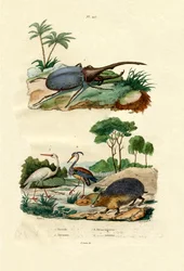 Scarabée Hercule